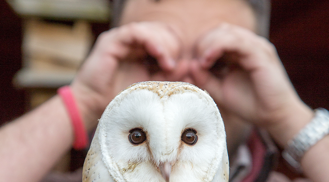 Man signing look behind an owl
